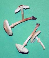 here are some young ones that do have the ring on the stem Lepiota cristata.